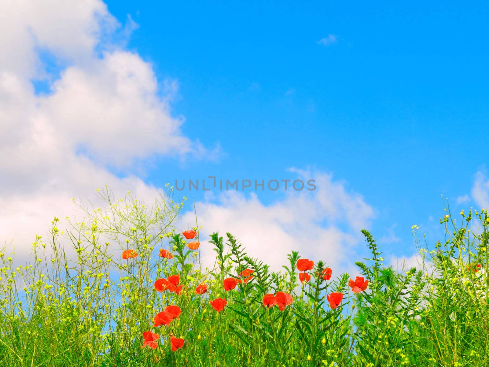 green field on blue sky  by motorolka