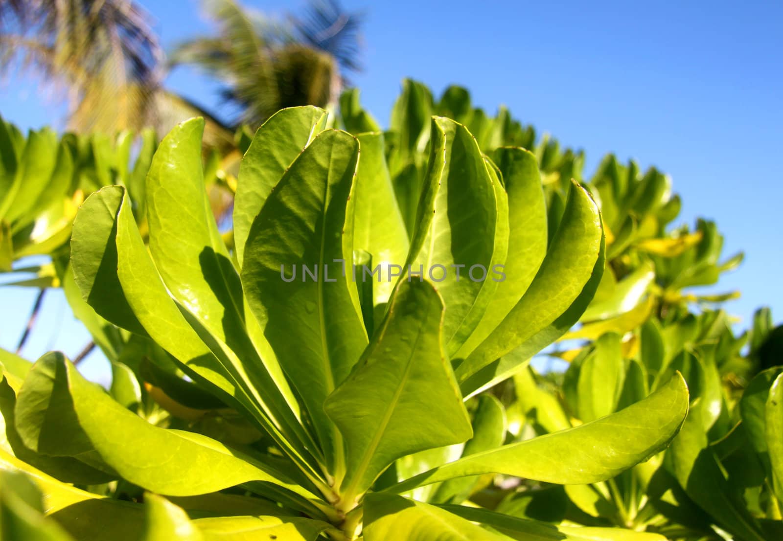 Leaves of mangrove trees