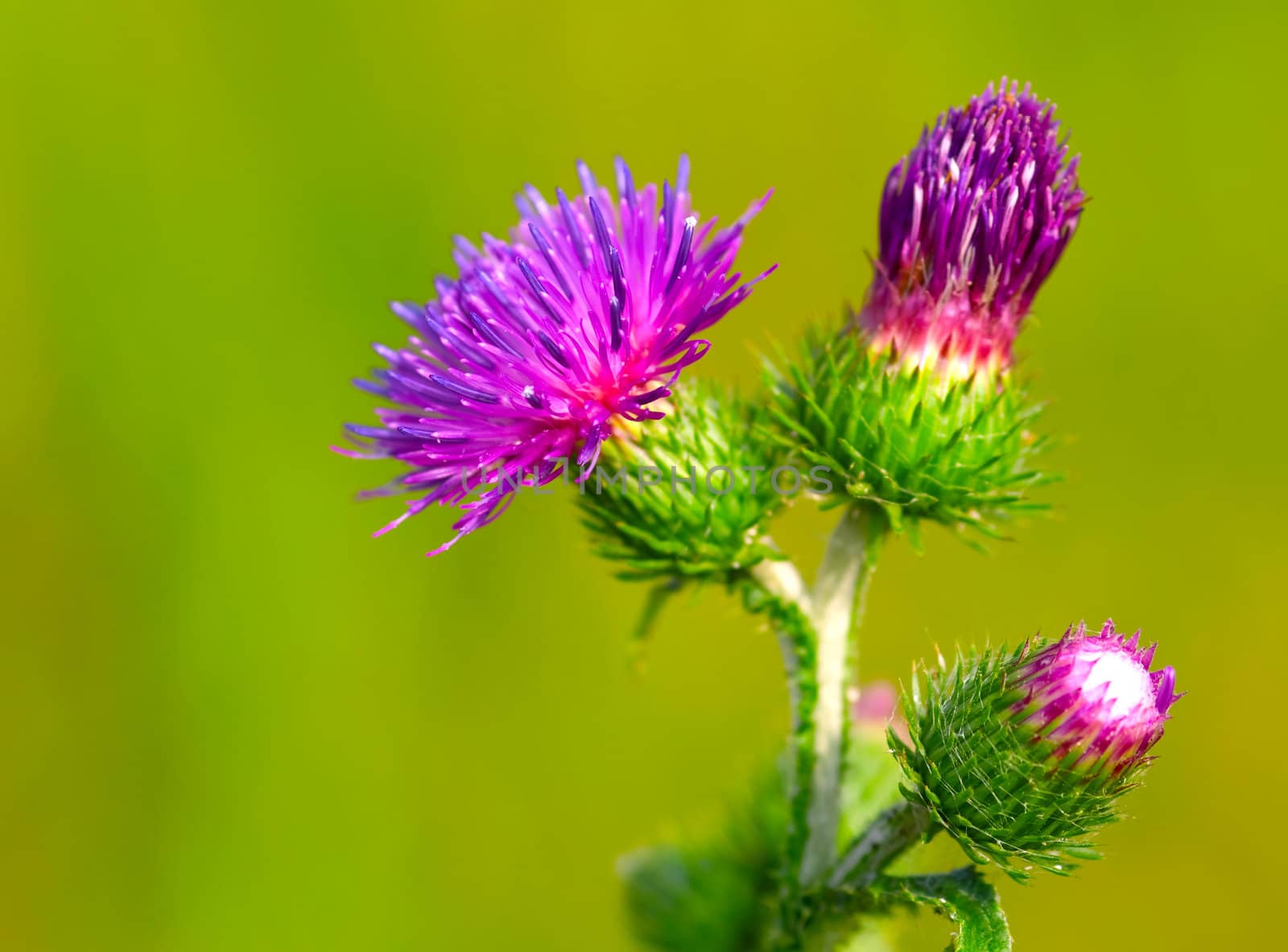 bur thorny flower. (Arctium lappa) on green background by motorolka