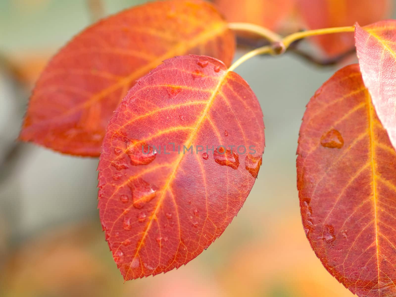 autumn branch of tree  by motorolka