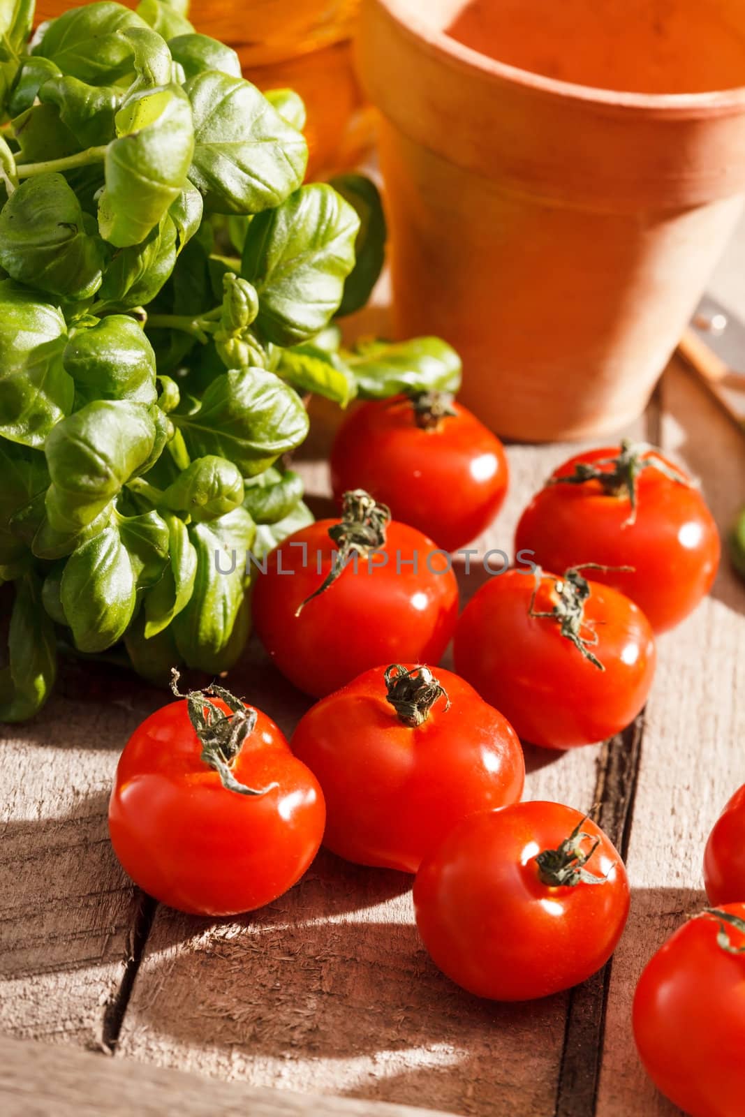 fresh cherry tomatoes