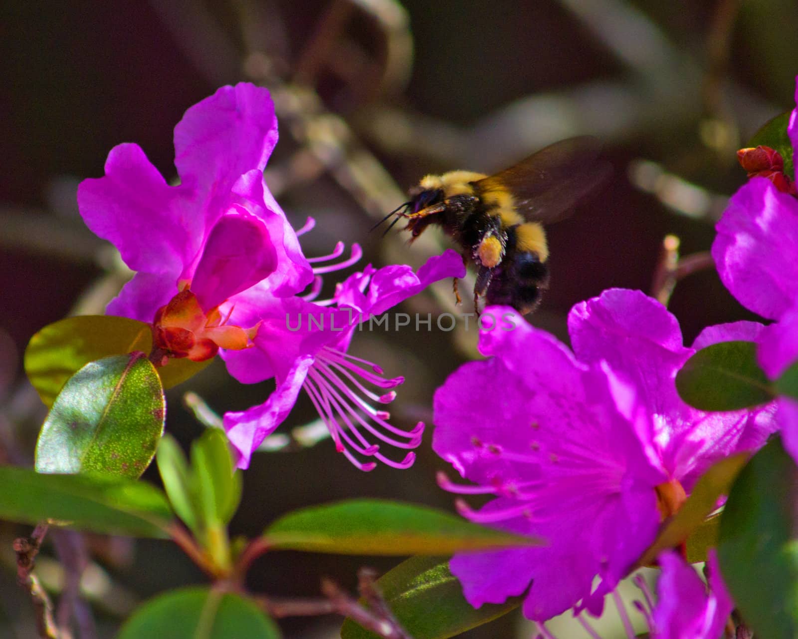 Bumble Bee At Flower by DCHINTZ