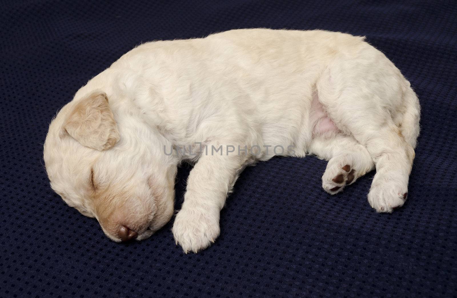 White labradoodle puppy sleeping on a dark blanket
