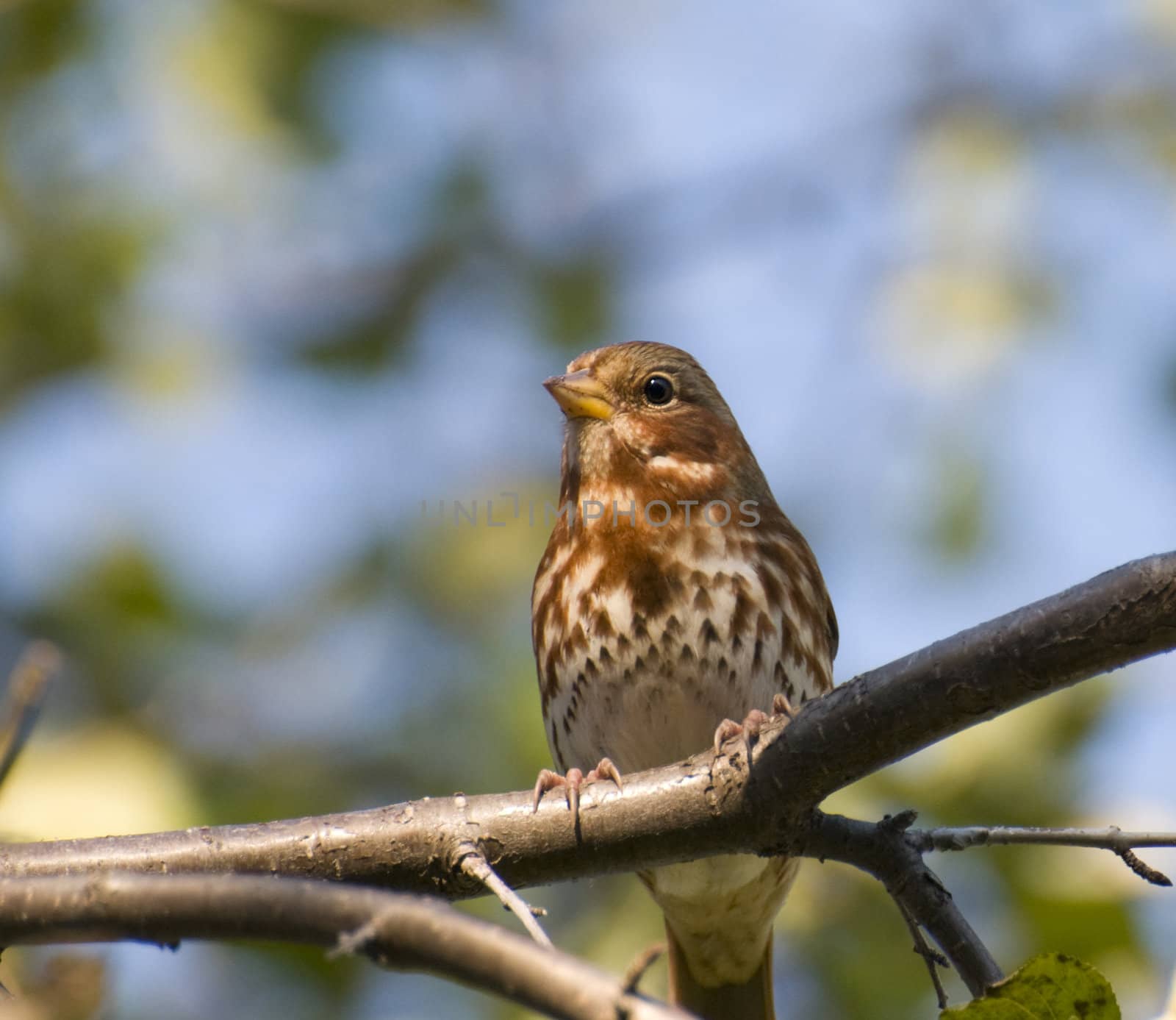 Closeup of a Song Sparrow on a tree branch