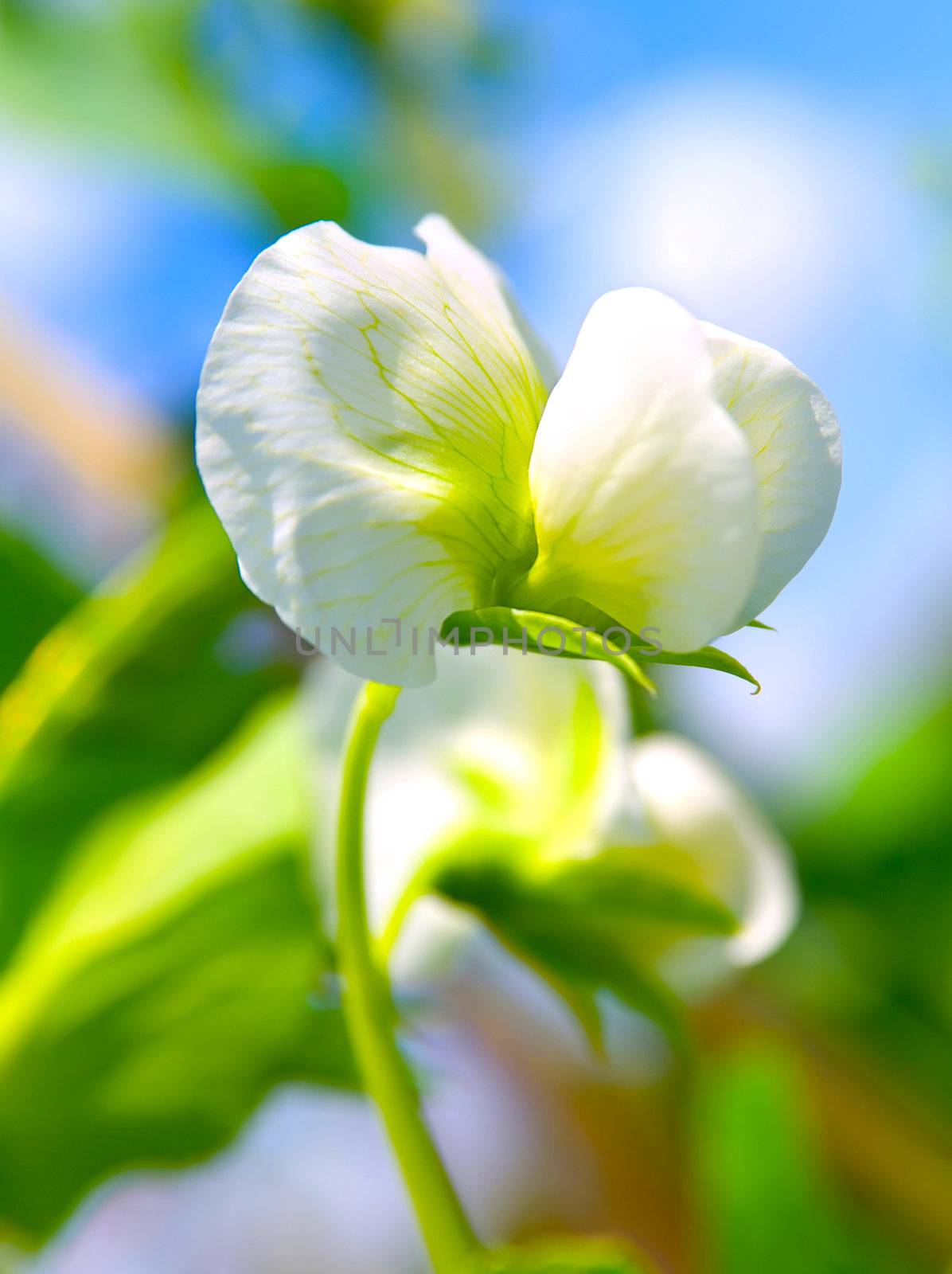 Pea plant with white blooms. by motorolka