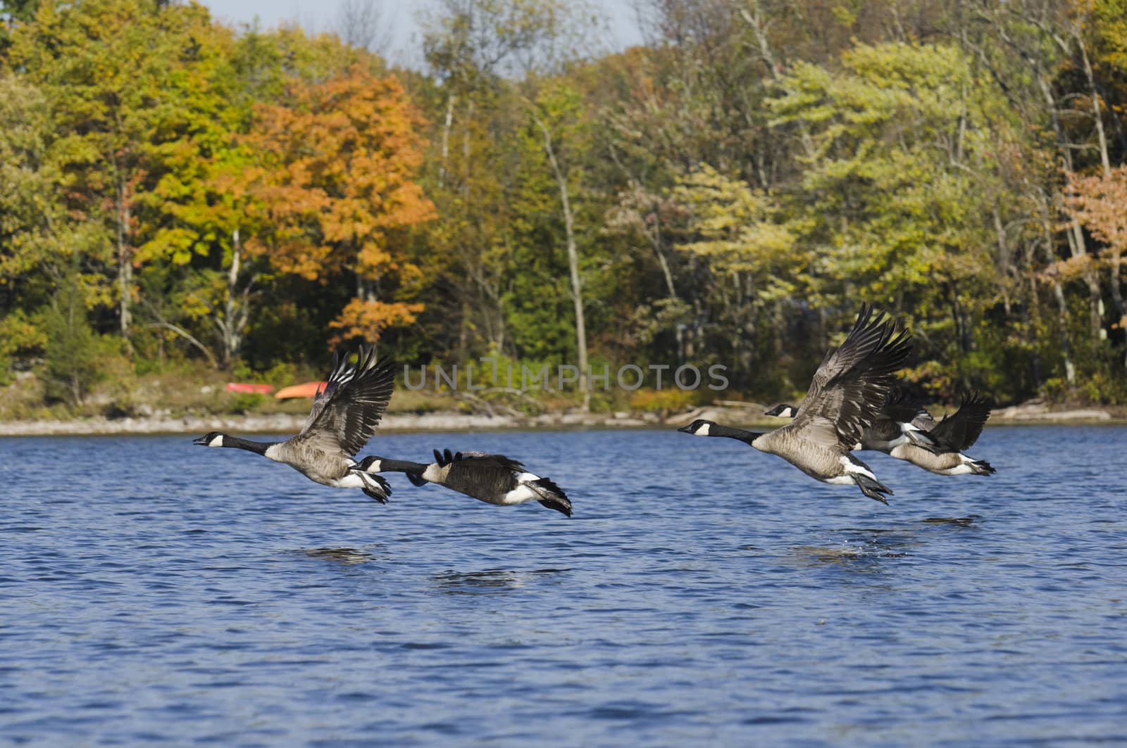Geese Flying Above the Water by Gordo25