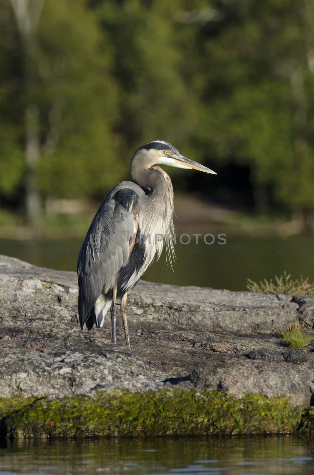 Selective focus on a heron on the large rock at Charleston Lake