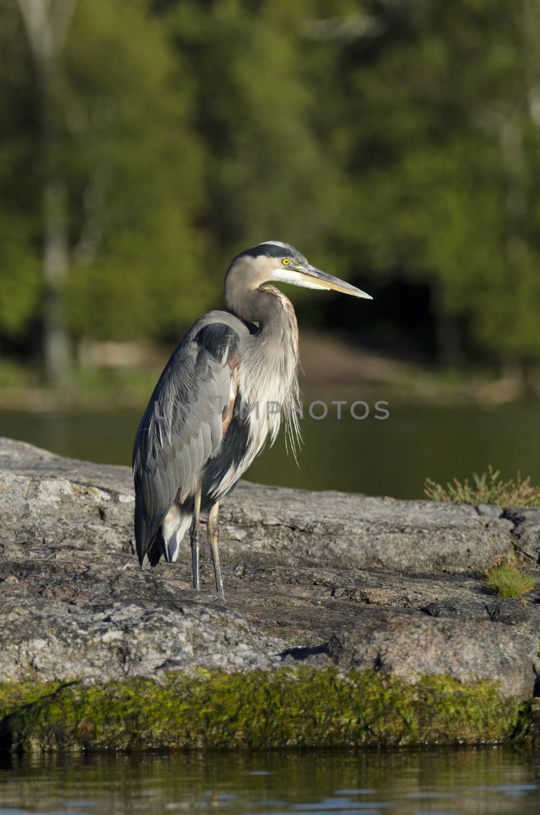 Blue Heron by Gordo25