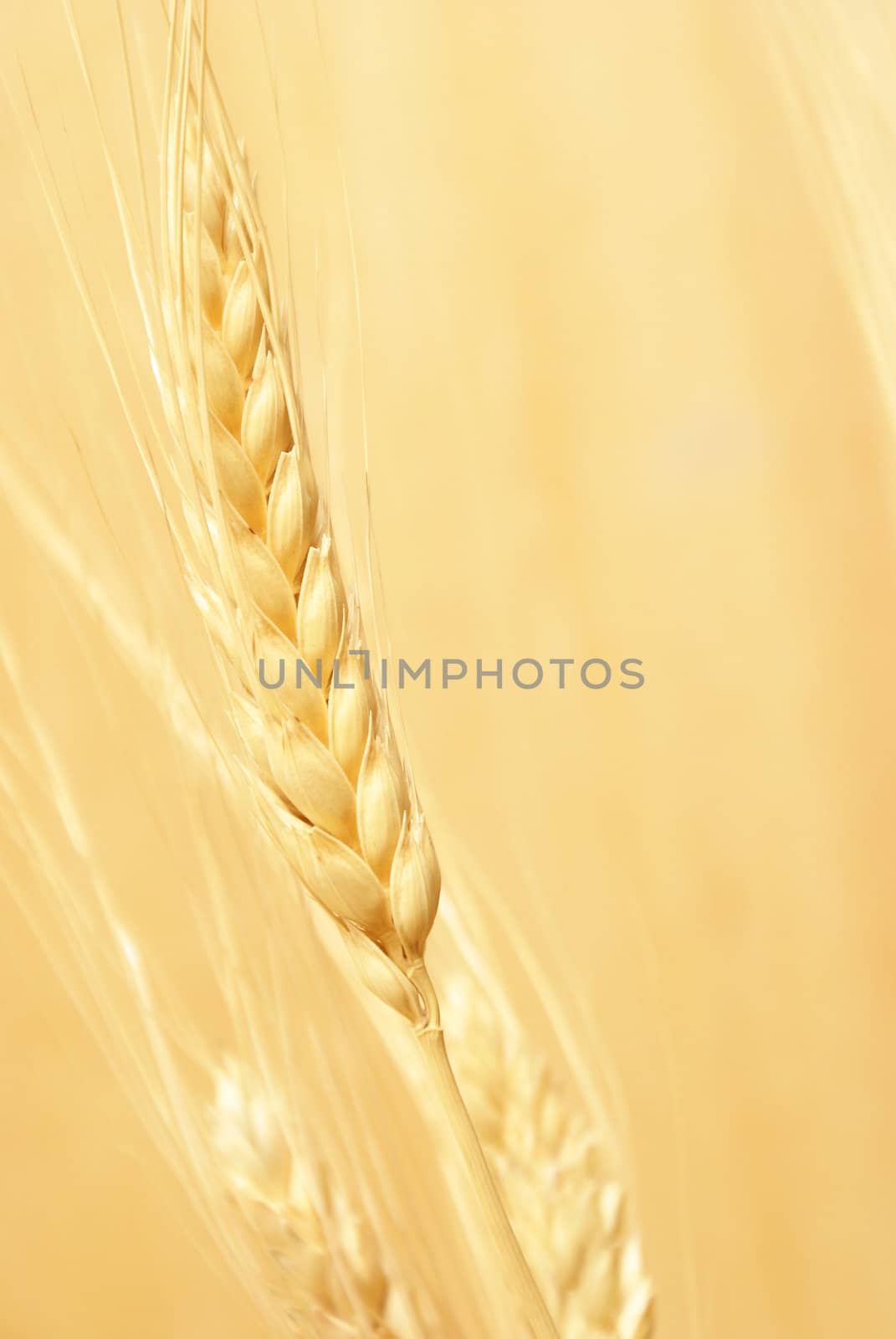 A closeup shot of some bearded wheat.