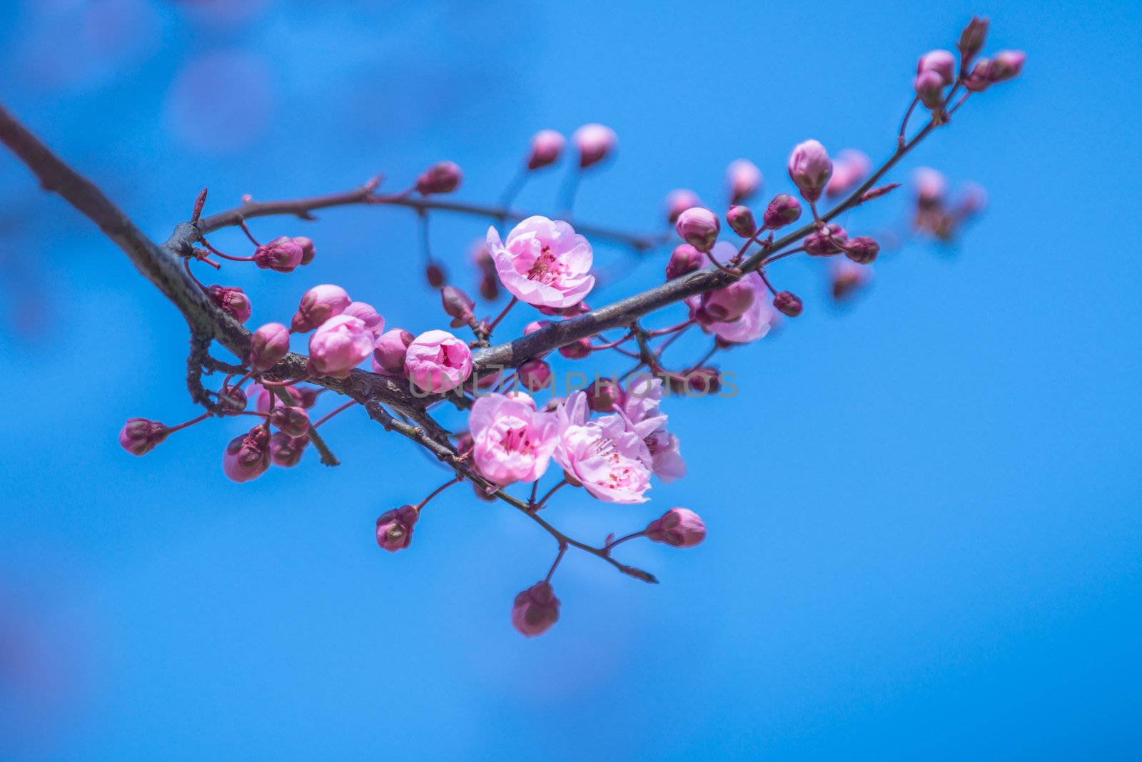 Japanese sacura blossoms. A branch of a blooming plum tree. Spring landscape. Close-up.