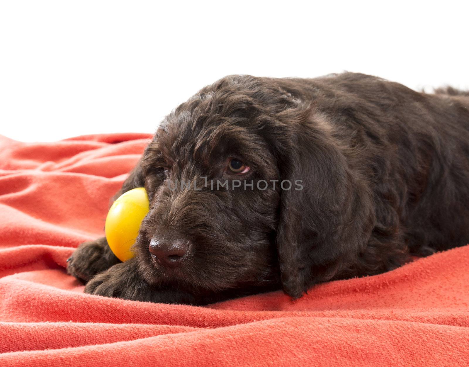 Closeup of brown labradoodle with selective focus on his face holding his favorite ball between his paws with white background in the top area of the image