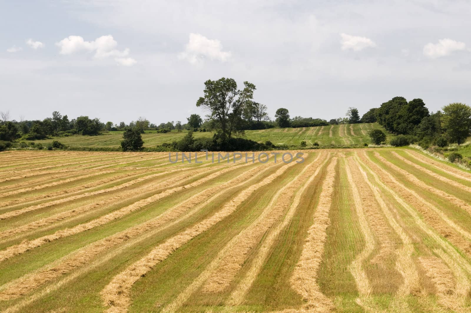 Horizontal image of rows of harvested crops