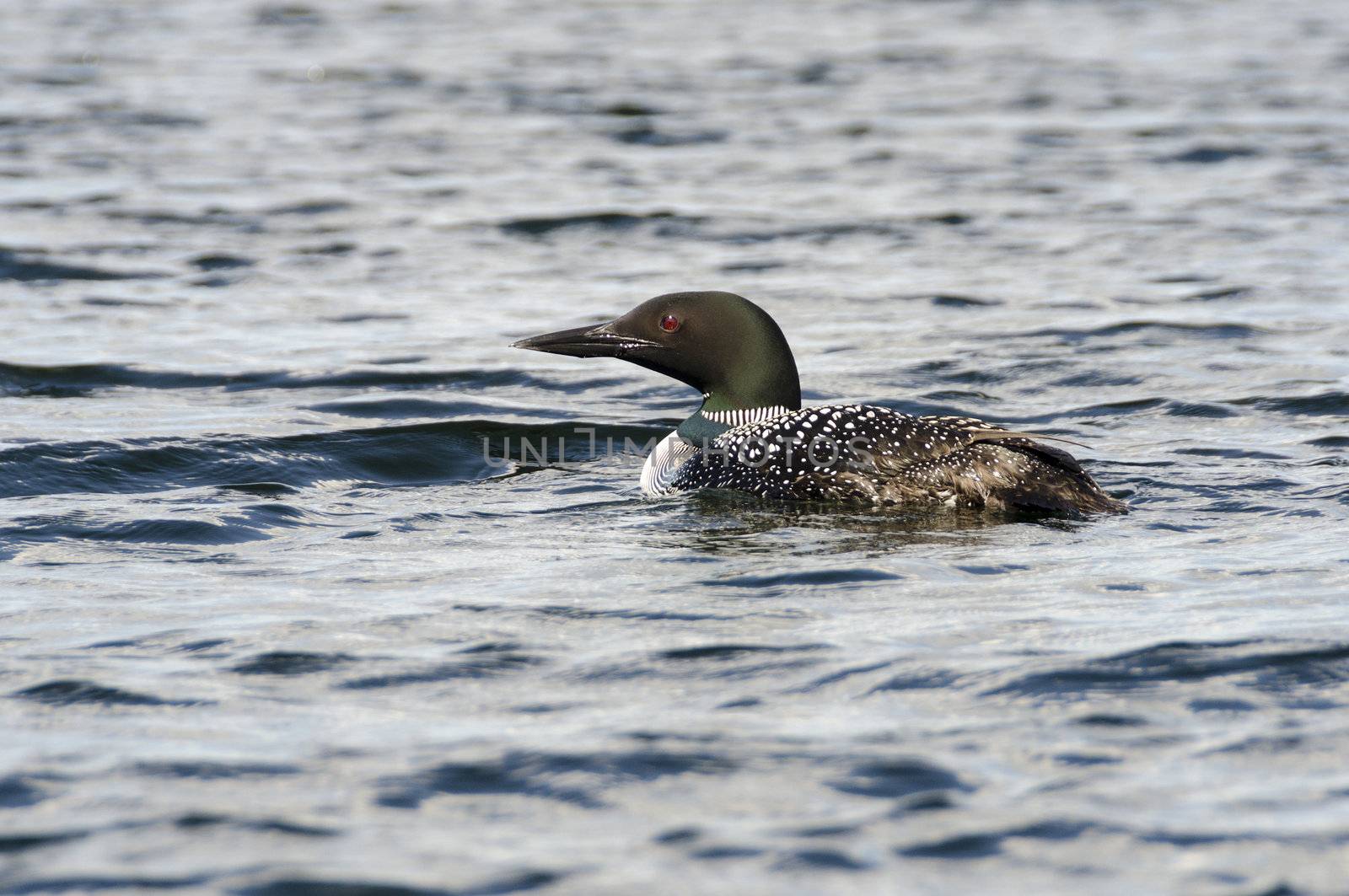 Selective focus on a loon in the middle of the lake in early summer