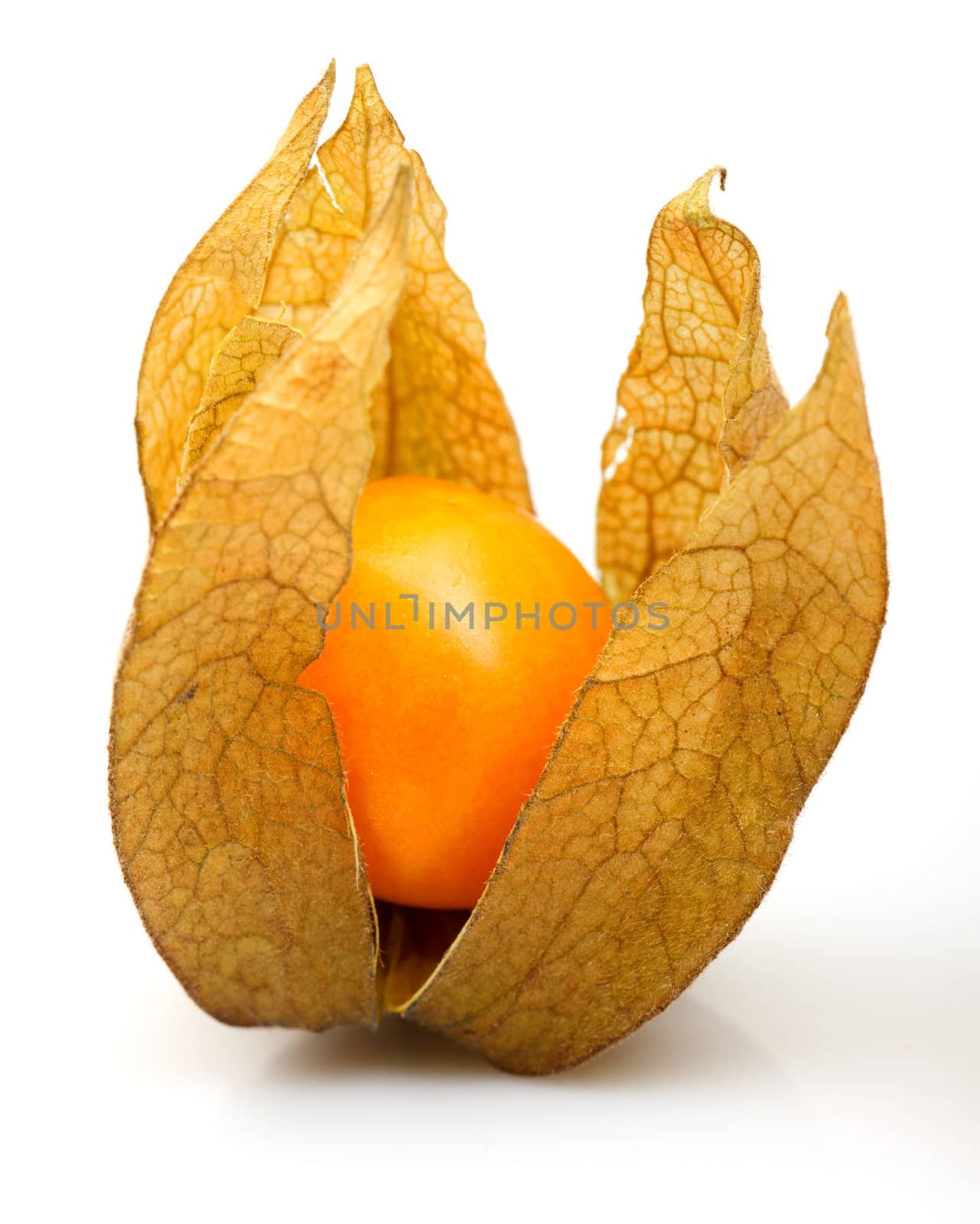 Physalis by Discovod