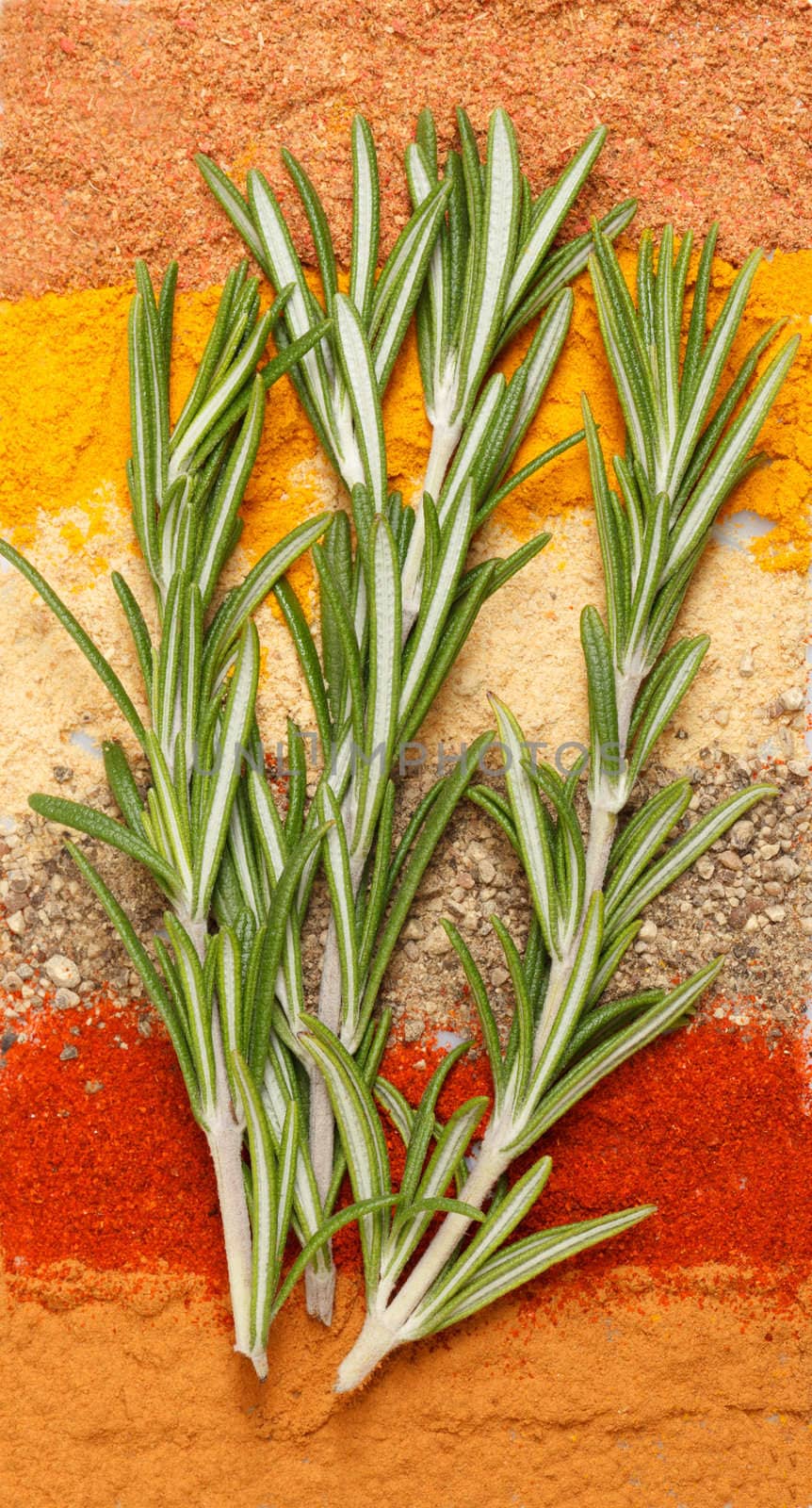 spices and rosemary by Discovod