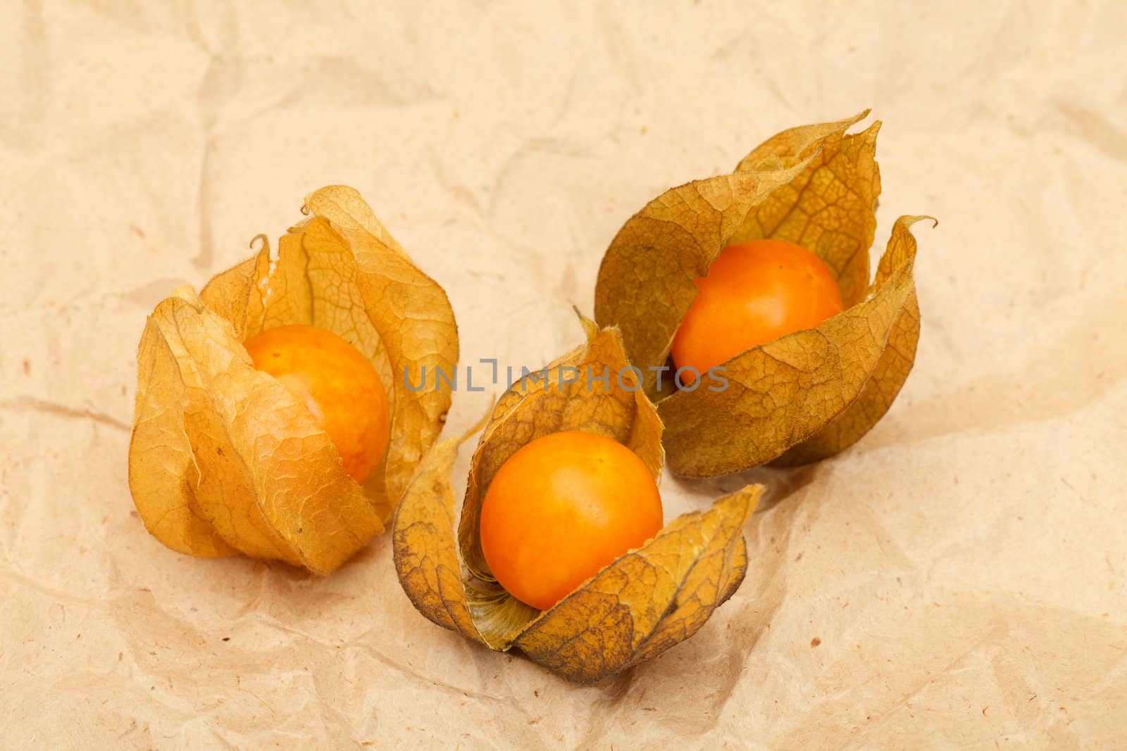 physalis by Discovod