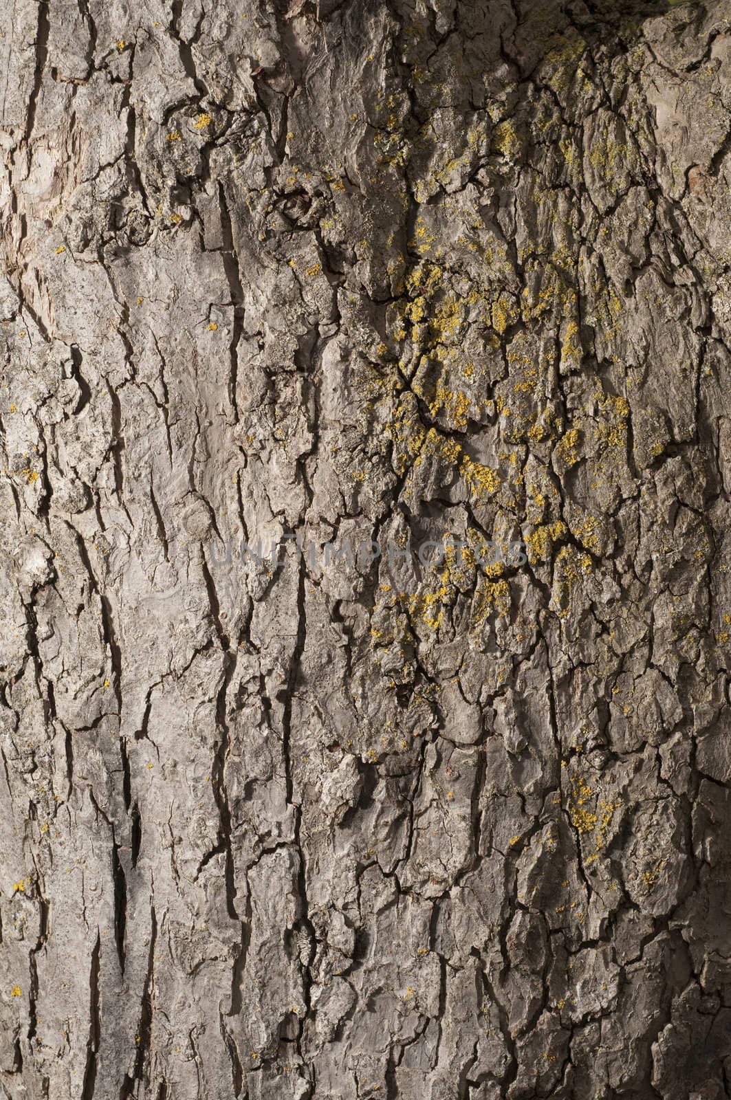 Apple tree bark great of a background