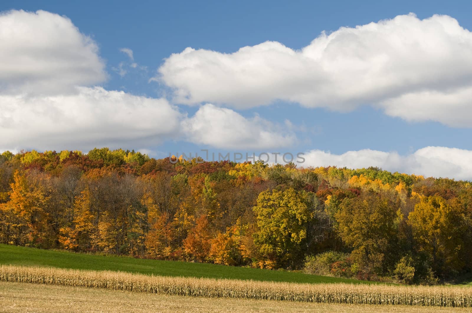 Farm field in autumn with a stand of maple trees on the horizon