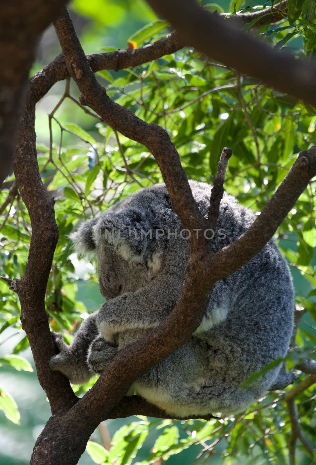 australian koala in a tree by clearviewstock