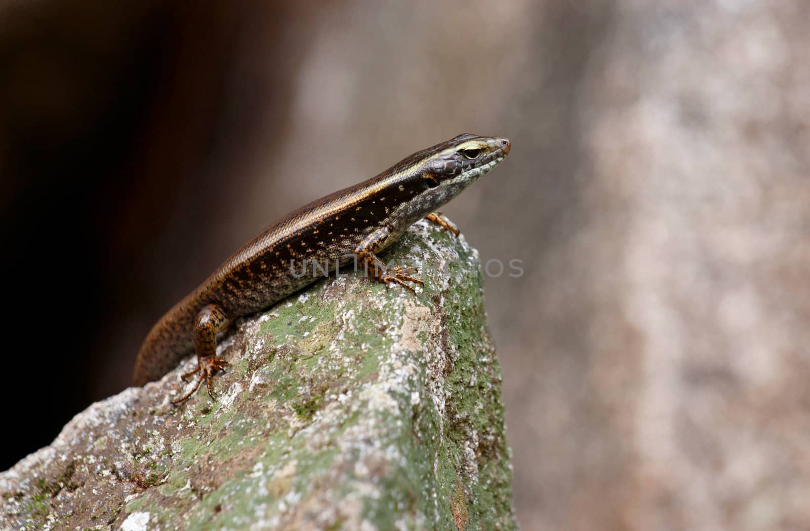 skink lizard sits in the sun on a rock