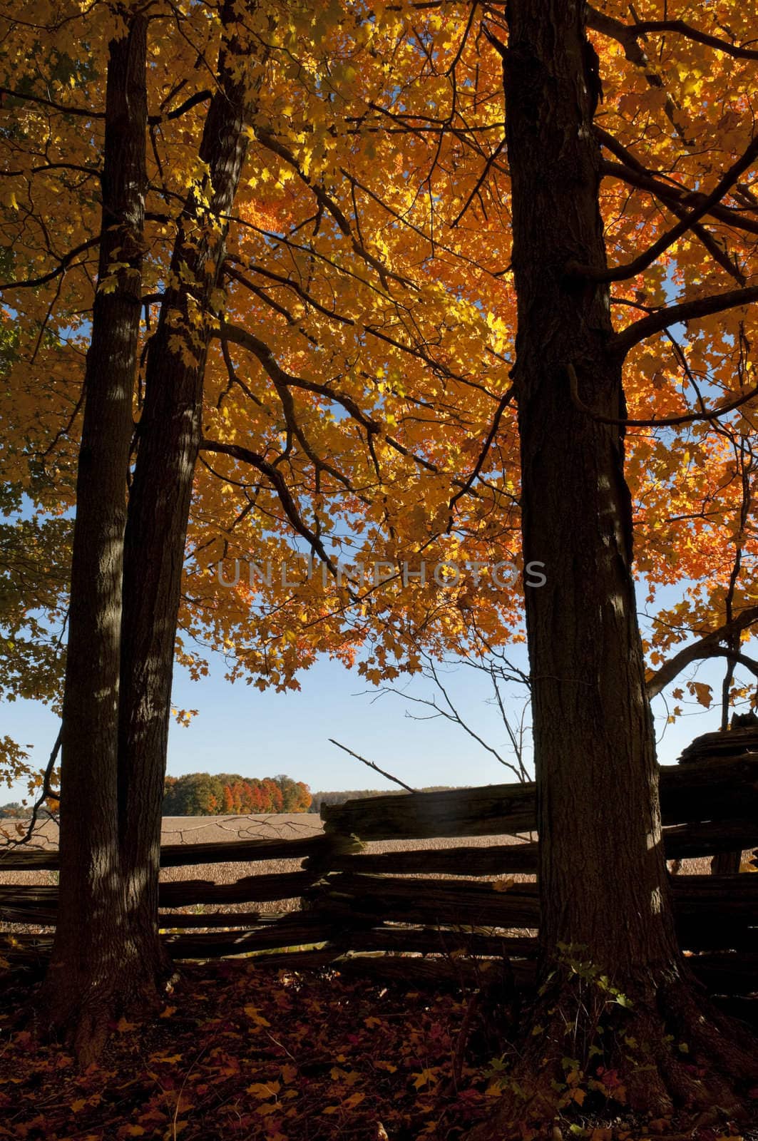 Autumn scenic with vibrant colors on the maple trees with wooden fence in the foreground