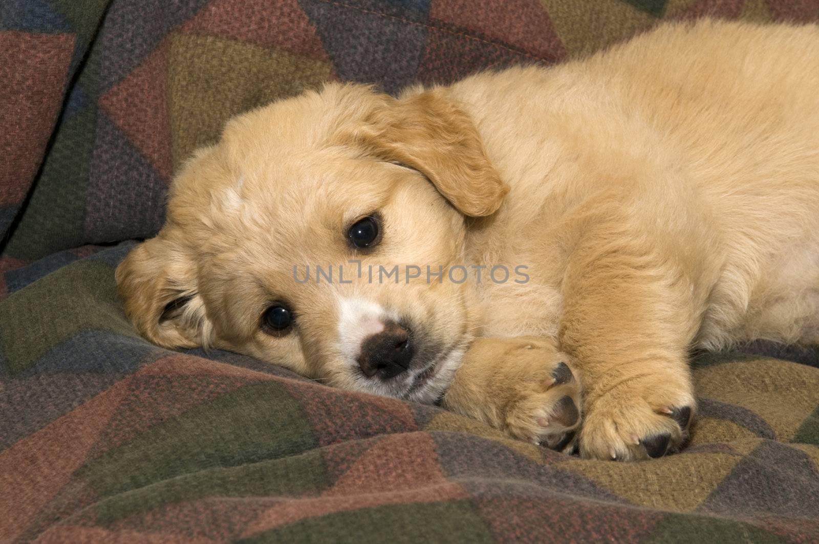 Closeup of a cute pup lying on his blanket