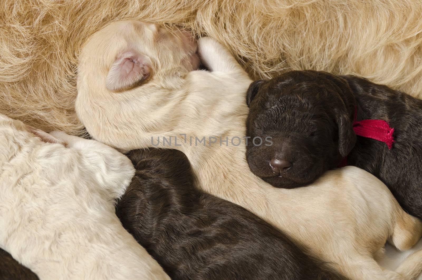 Selective focus on two of the puppies next to their mom