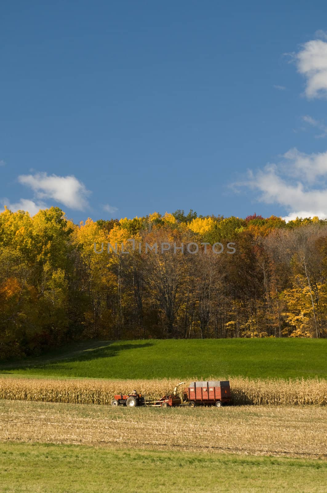 Farmer cutting and harvesting the corn field in the autumn