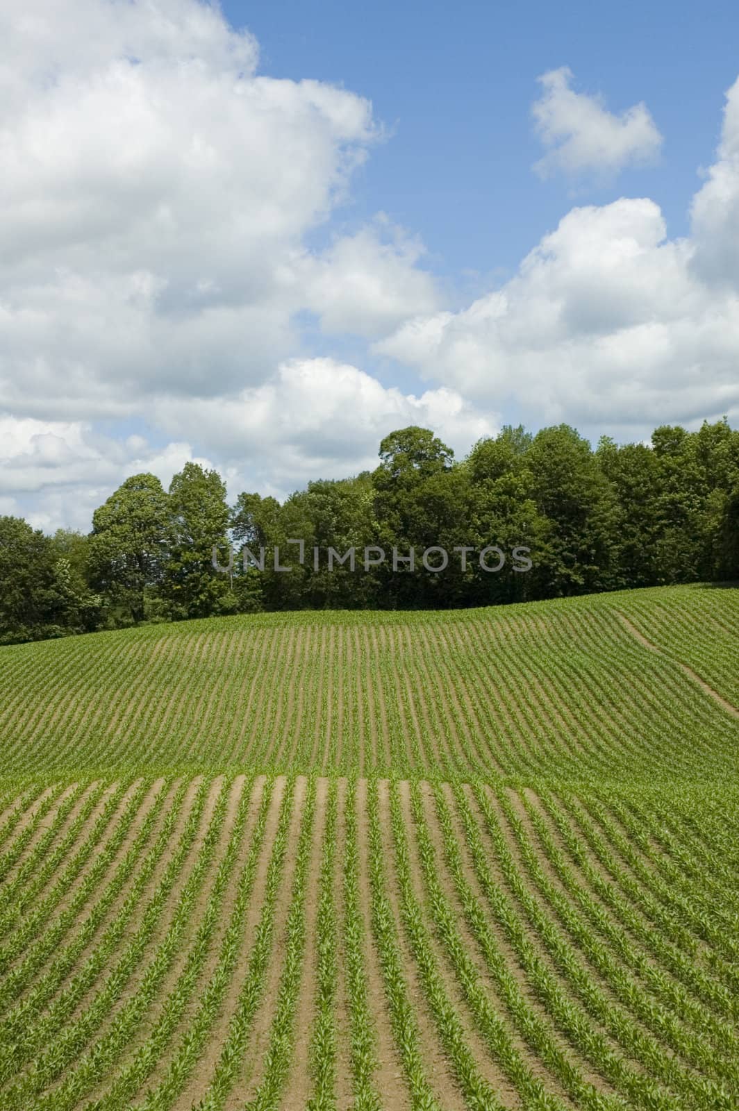 Vertical photo of corn field - graphic, texture, blue sky with clouds