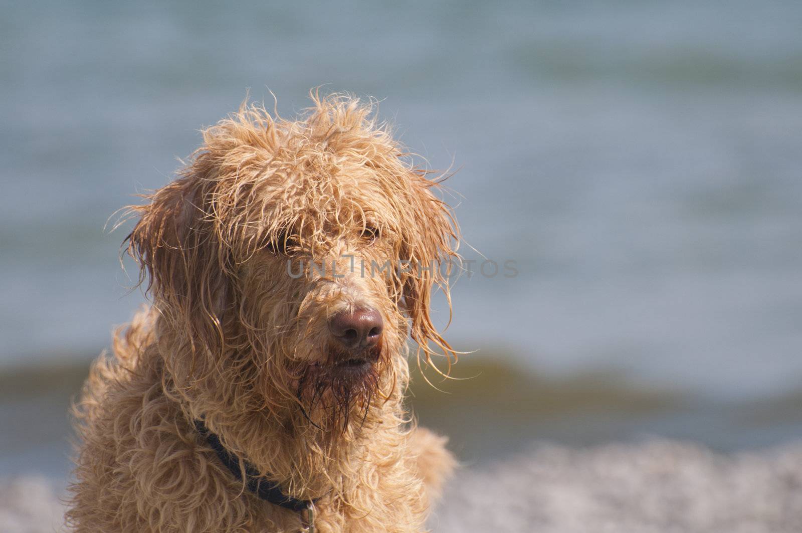 Bad hair day at the beach for this labradoodle dog, selective focus on the waves and water in the background with a copy space area