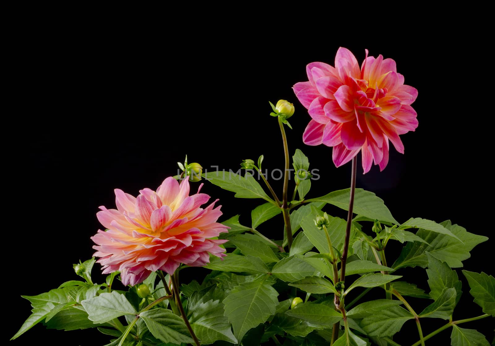 Multi color Dahlia blossom on a black background