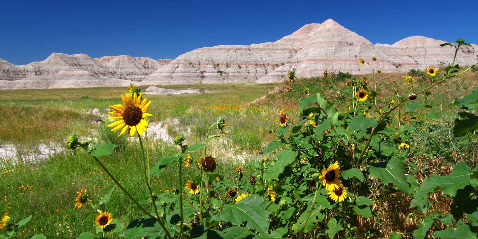 Wildflowers amid the arid landscape of Badlands National Park - South Dakota.