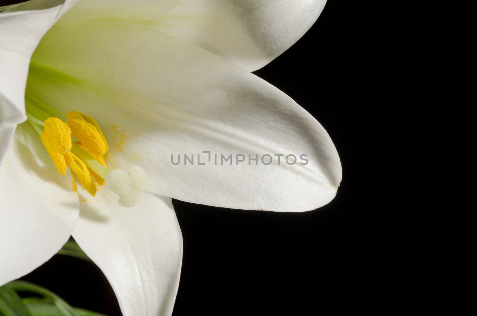 Macro image of a lily blossom with a black background