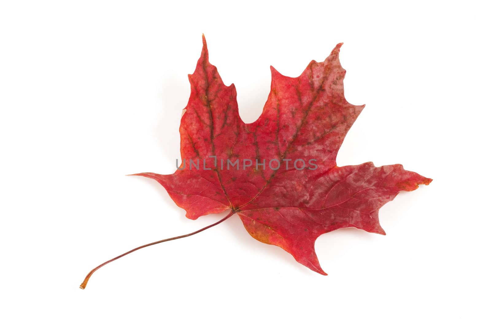 Red maple leaf isolated on white background