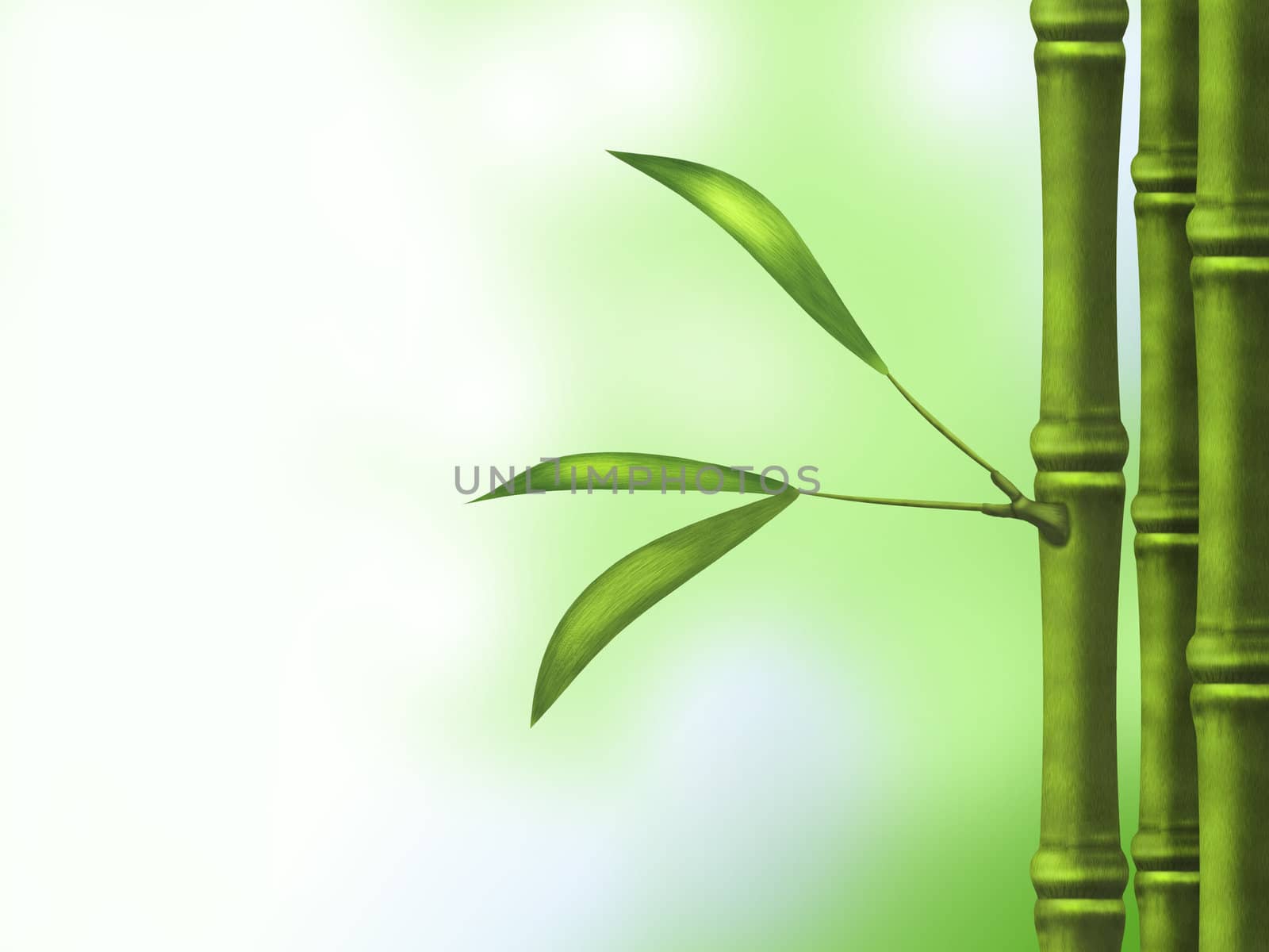 Bamboo by epridnia
