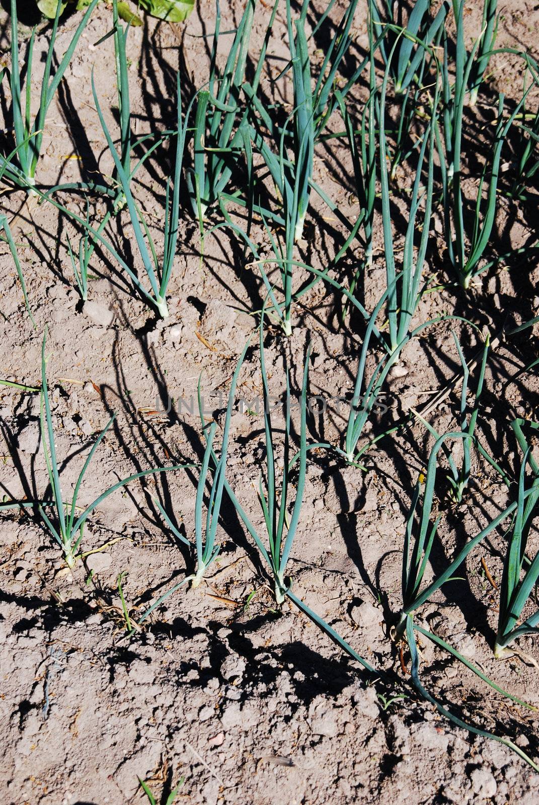 field cultivated with green onions, organic farming at the countryside