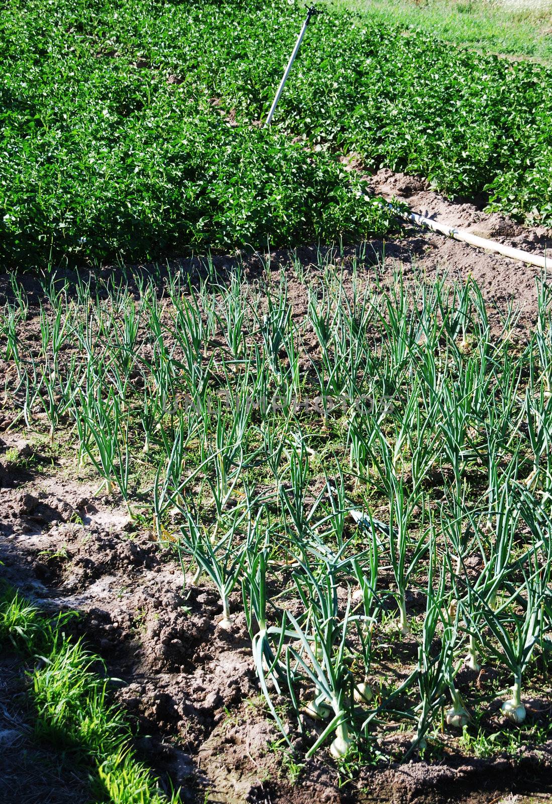 field cultivated with green onions, organic farming at the countryside