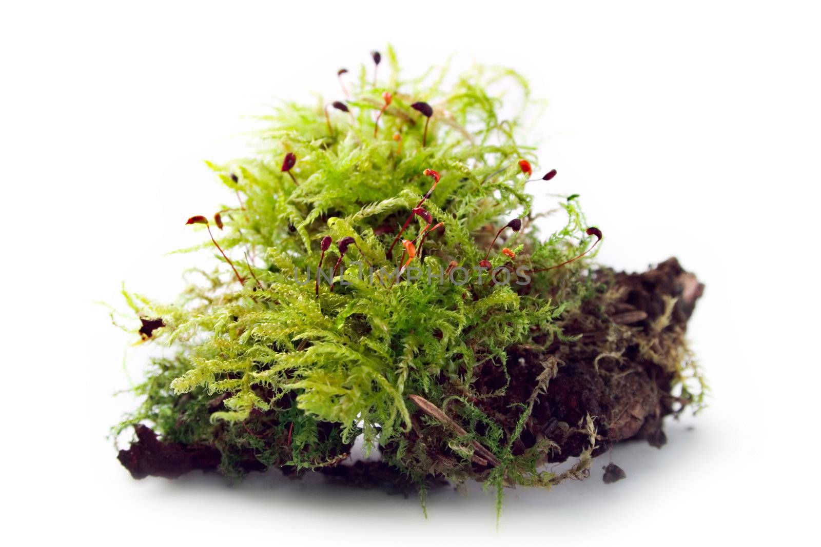 Moss isolated on the white background