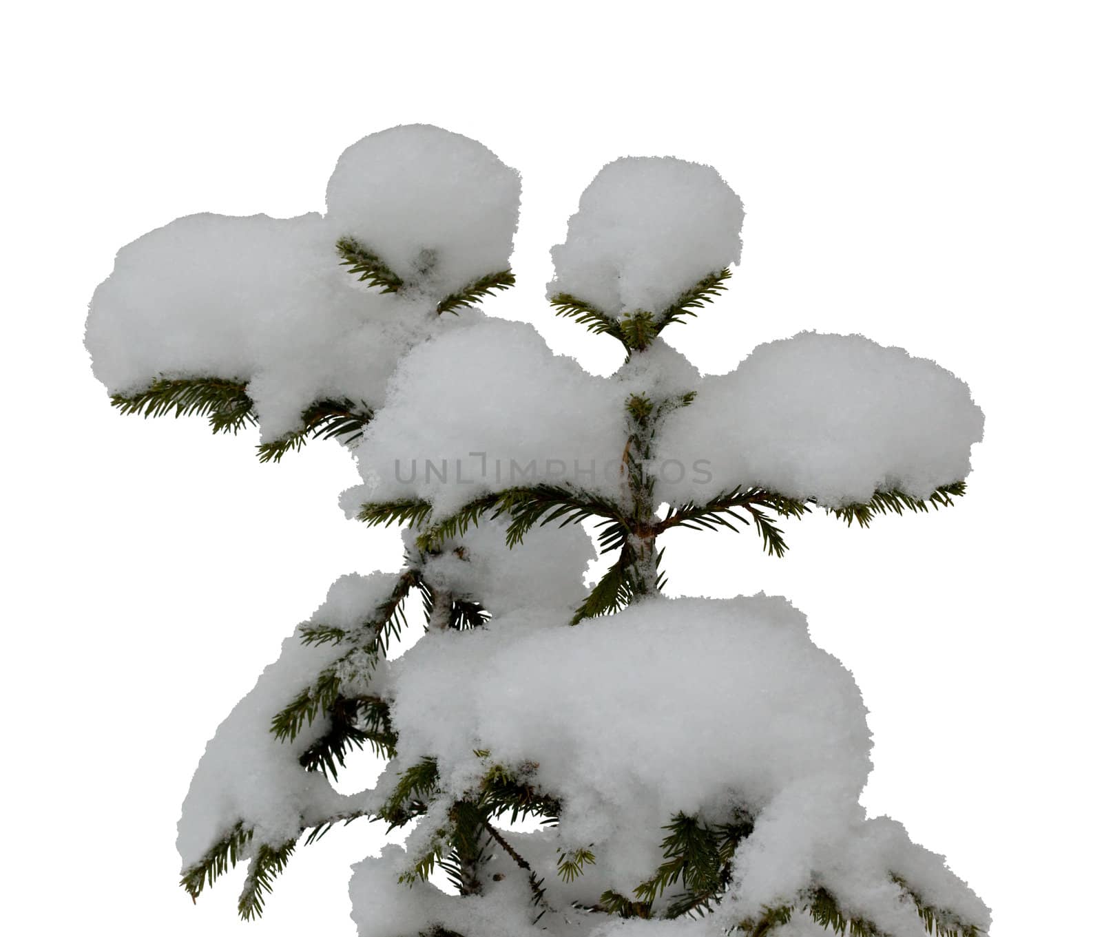 Two small Christmas tree in the snow isolated on white with clipping path