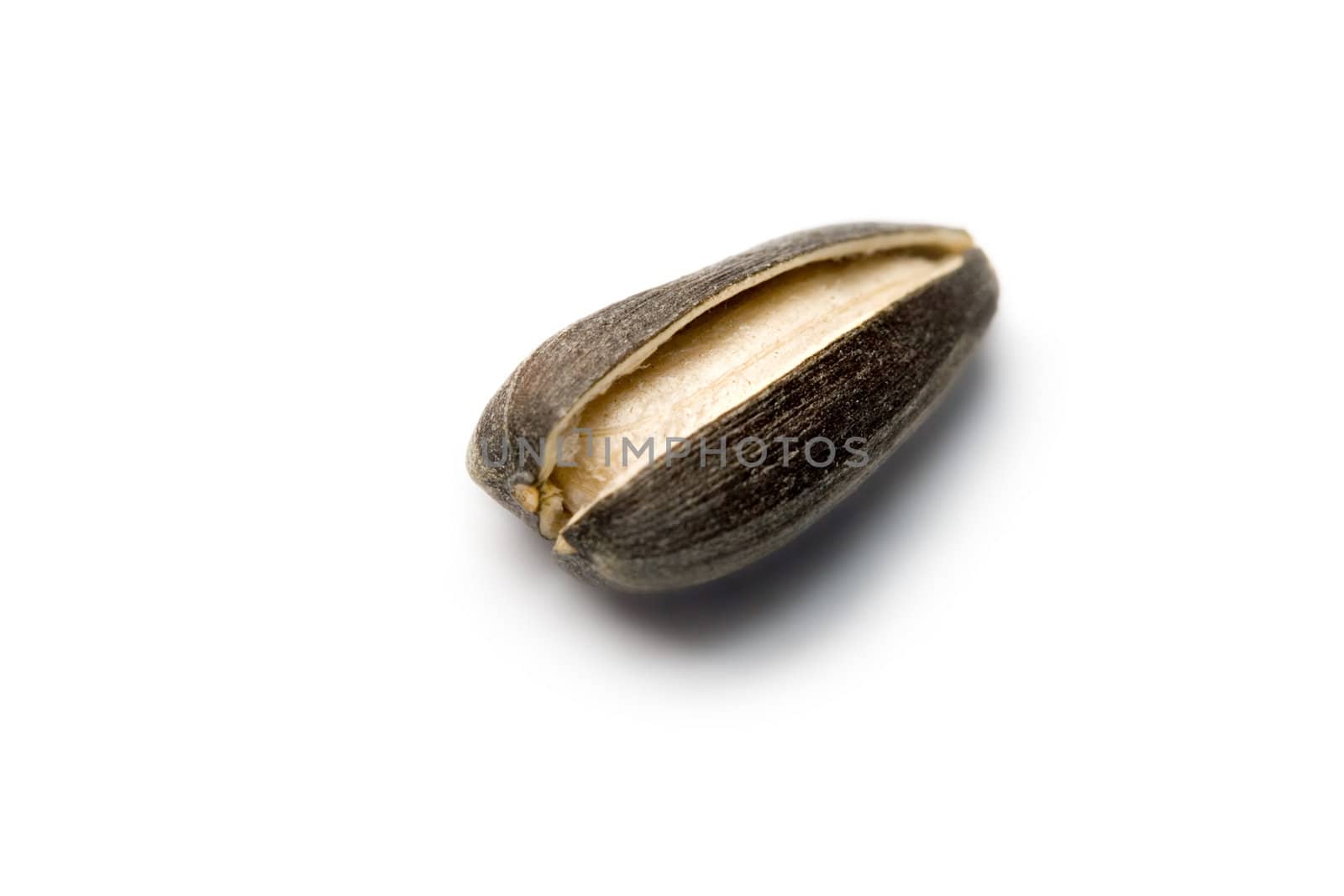Sunflower seed isolated on white by Garsya