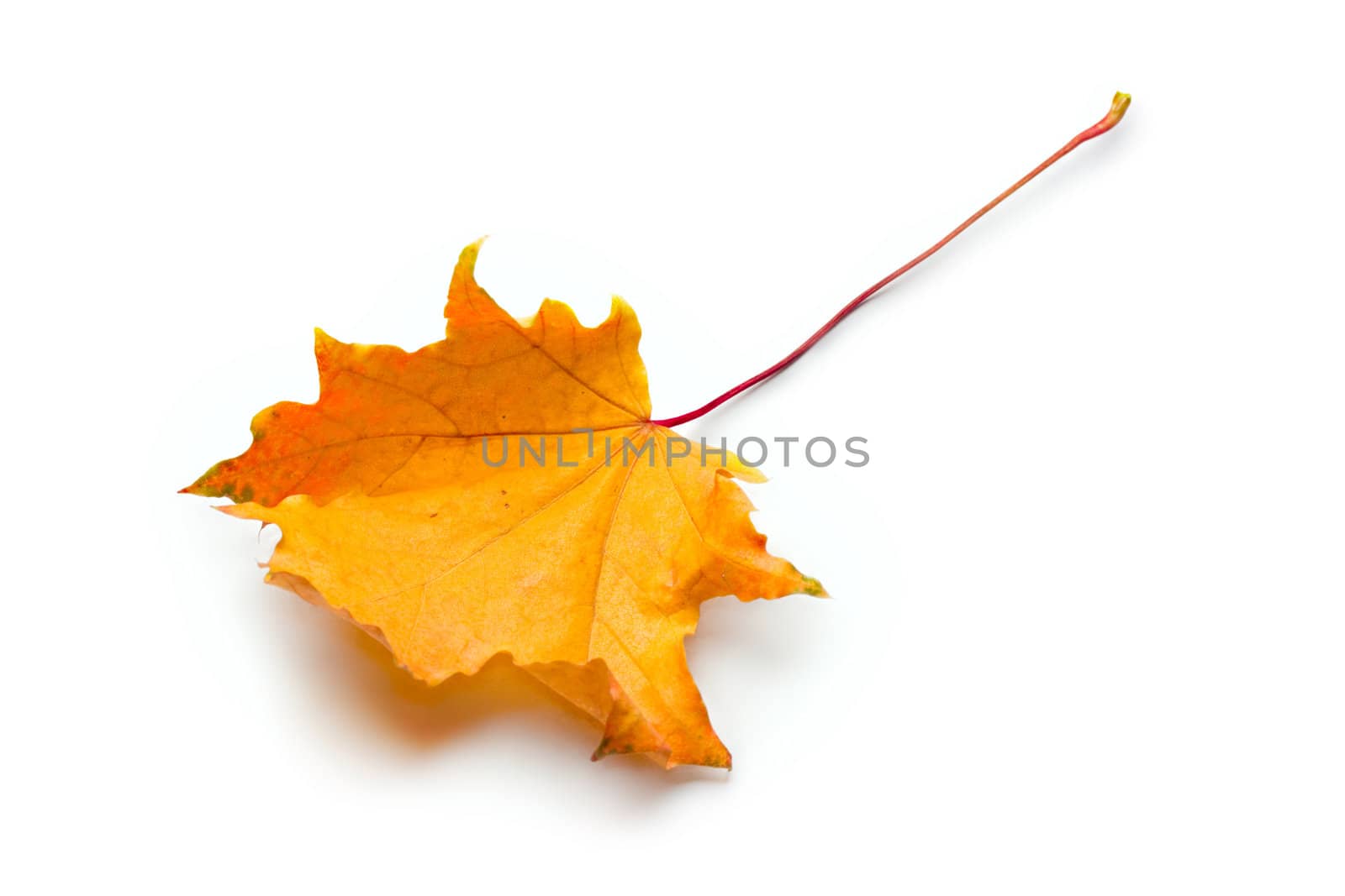 Autumn leave isolated on the white background by Garsya