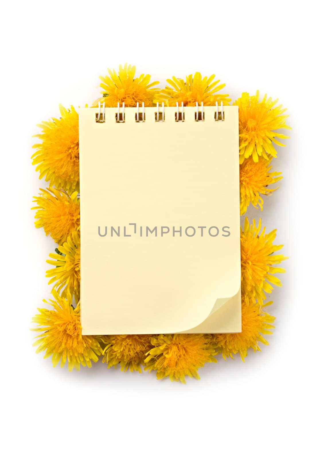 Notepad and flowers isolated on the white background by Garsya