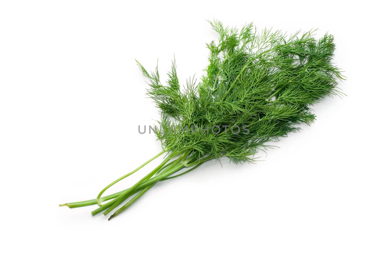 Dill isolated on white by Garsya