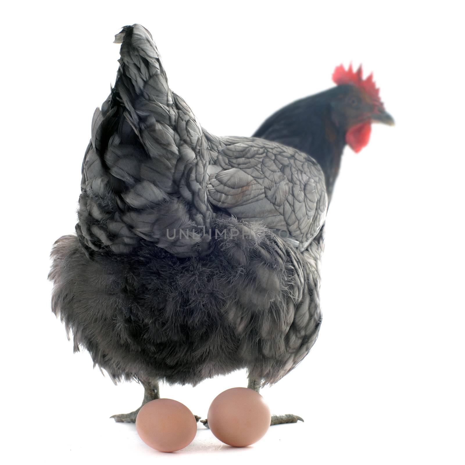 a gray chicken and her eggs in front of white background, focus on her back