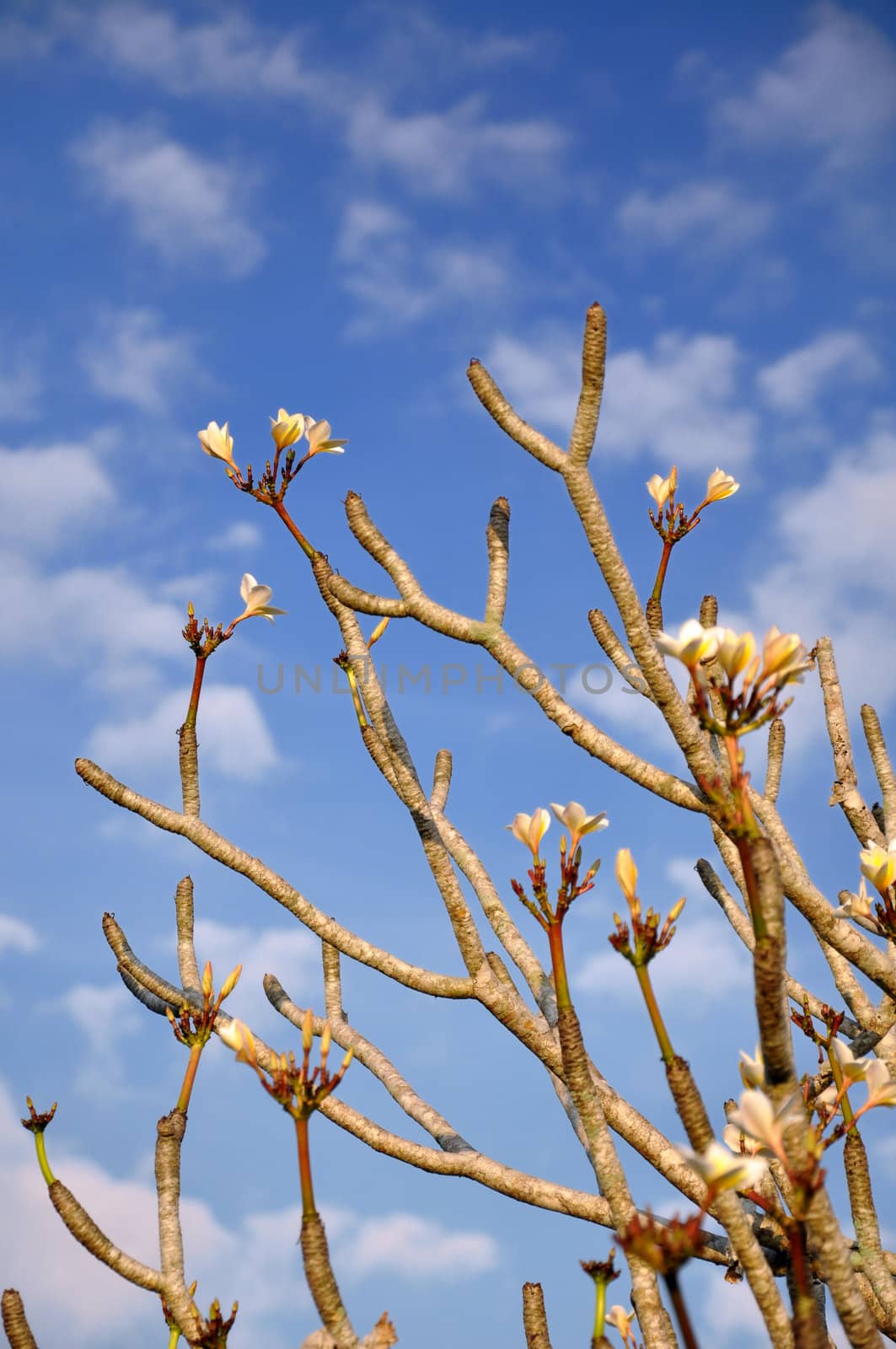 Frangipani tree (Plumeria) against a blue sky in Thailand