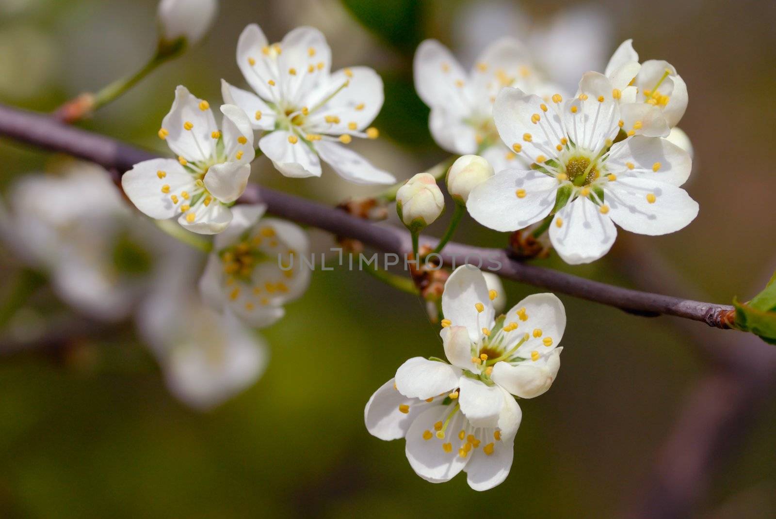 Cherry blossom by mahout