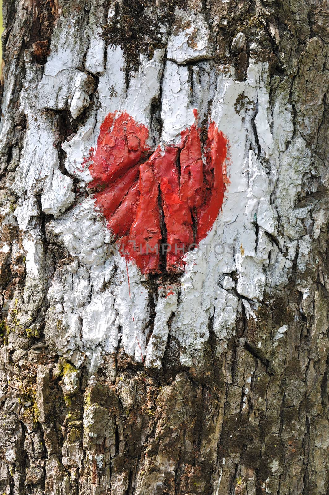 Love heart painted on the bark of a tree