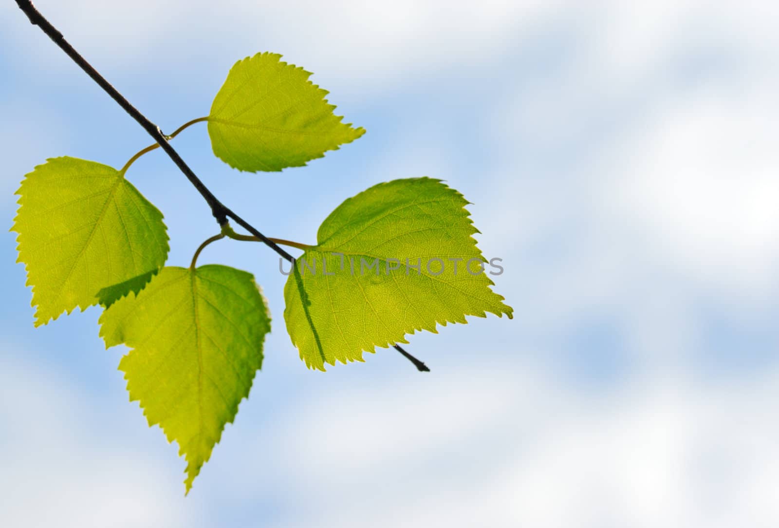 Green leaves on sky