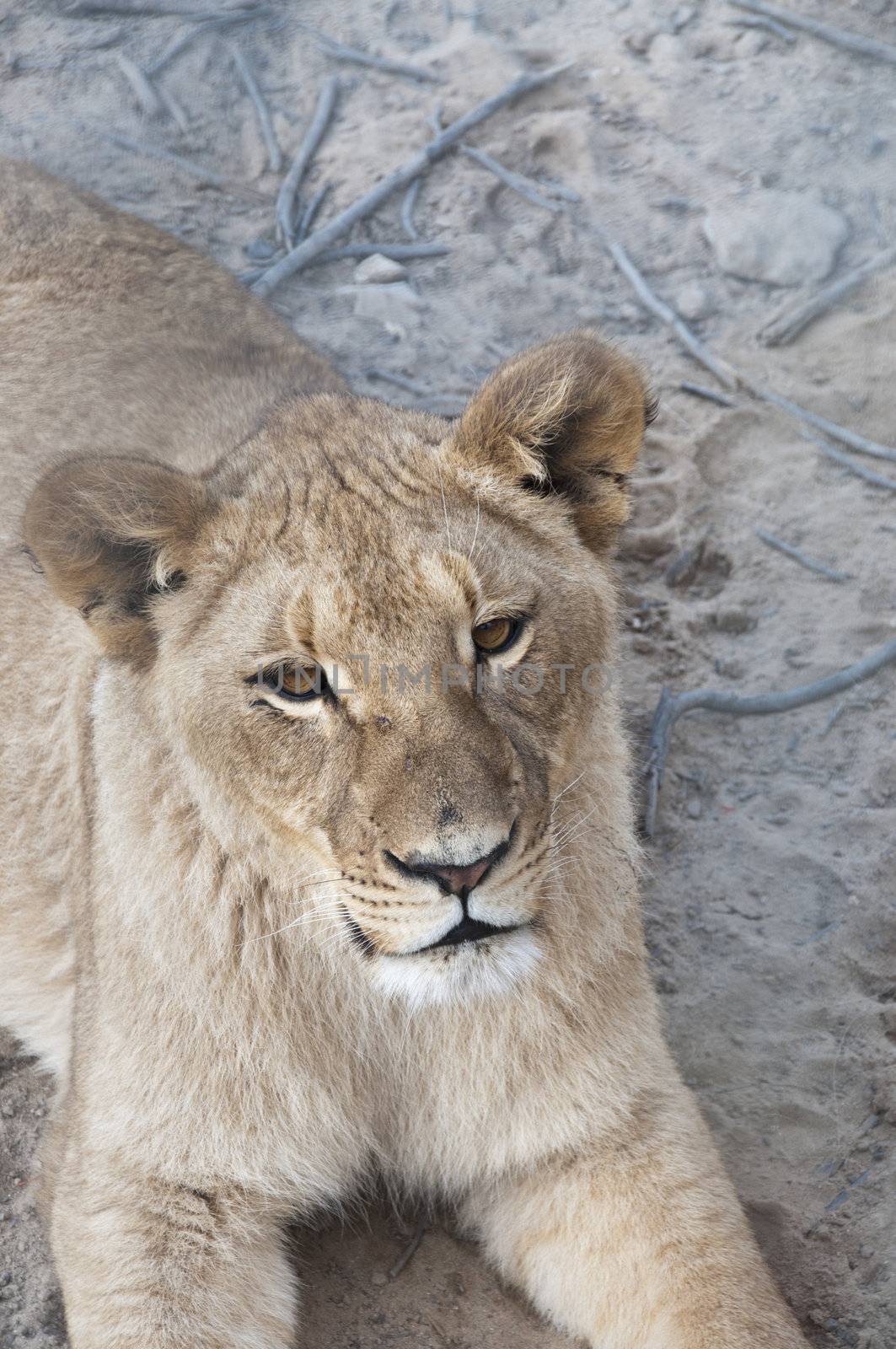 Lioness resting in a game reserve, South Africa
