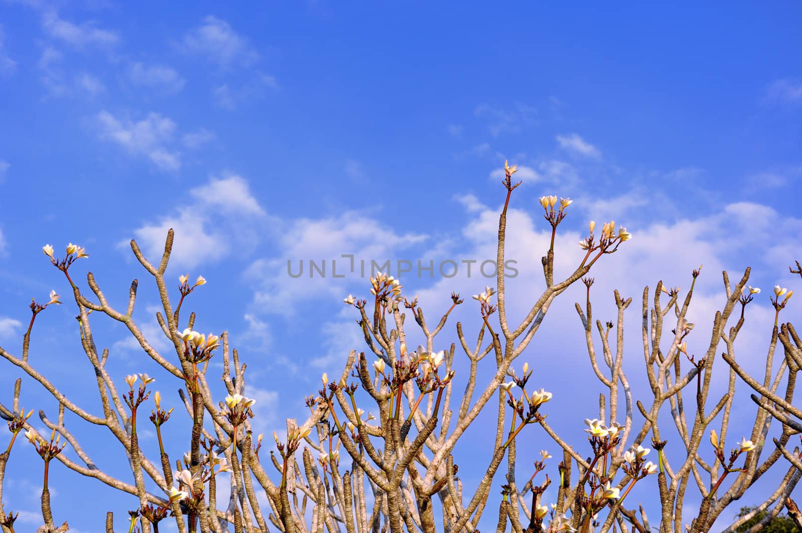 Frangipani tree (Plumeria) against a blue sky in Thailand